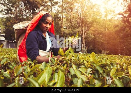 Nuwara Eliya, Sri Lanka. 25 juillet 2016 : femme travaillant sur la plantation de thé Sri-lankaise. Une femme de Nuwara Eliya choisit des feuilles de thé dans une plantation Banque D'Images