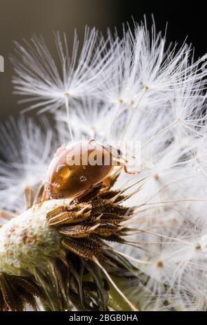 Coccinelle sur la fleur. Coccinelle rouge sur le dandelion. Faible profondeur de champ, foyer sur l'insecte. Coccinelle assise sur une fleur de pissenlit. Banque D'Images