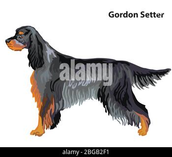 Portrait décoratif coloré de debout dans le profil chien Gordon Setter, illustration vectorielle isolée sur fond blanc. Illustration du stock Illustration de Vecteur