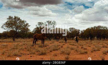 Chevaux sauvages dans une comunte aborigène, dans le désert de Tanami en Australie Banque D'Images