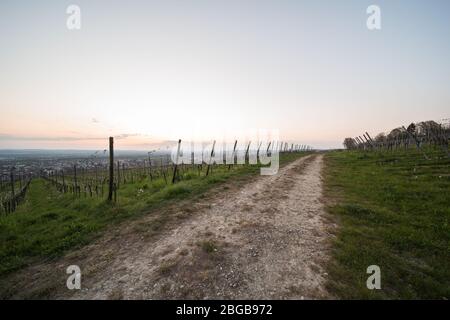 Arbres fruitiers et verges de vigne fleuris après le coucher du soleil en Allemagne. Banque D'Images