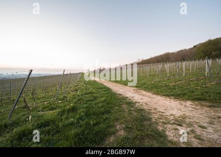 Arbres fruitiers et verges de vigne fleuris après le coucher du soleil en Allemagne. Banque D'Images