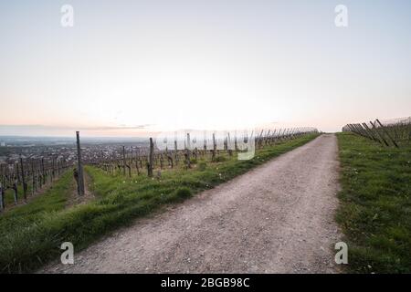 Arbres fruitiers et verges de vigne fleuris après le coucher du soleil en Allemagne. Banque D'Images