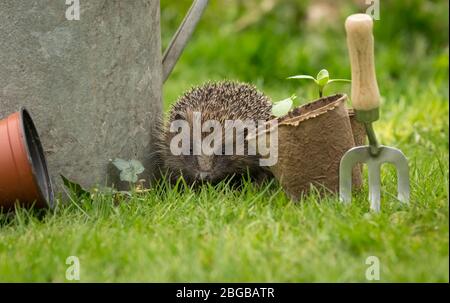 Hedgehog, (Nom scientifique: Erinaceus Europaeus). Gros plan sur un hérisson sauvage, indigène et européen à Springtime, dans le jardin. Paysage Banque D'Images