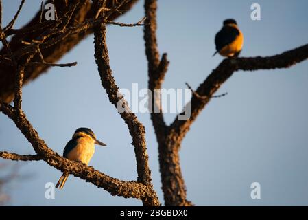 les pêcheurs de royaumes perchés sur les branches d'arbres au lever du soleil. Banque D'Images