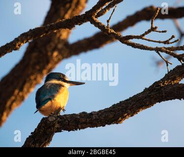 un kingfisher sacré perché sur la branche d'arbres au lever du soleil. Il est également connu par son nom Māori kōtare Banque D'Images