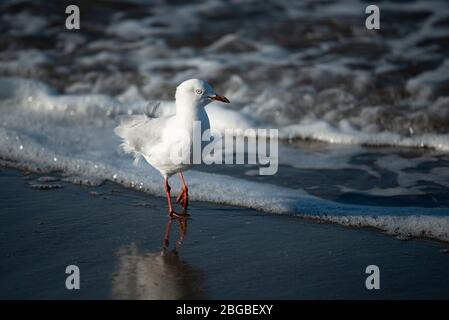 Seagull marchant sur la plage de sable avec des vagues de mousse blanche à ses pieds Banque D'Images