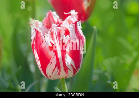 Tulipe à franges rouge et blanche. Tulipe rouge blanche Rembrandt. Tulipe rouge Rembrandt avec frange blanche dans le jardin Banque D'Images