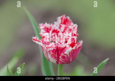 Tulipe rose et blanche Rembrandt avec pétales de terre. Tulipe à franges rouge et blanche. Tulipe rouge blanche Rembrandt. Banque D'Images