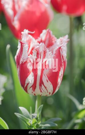 Tulipe rose et blanche Rembrandt avec pétales de terre. Tulipe à franges rouge et blanche. Tulipe rouge blanche Rembrandt. Banque D'Images