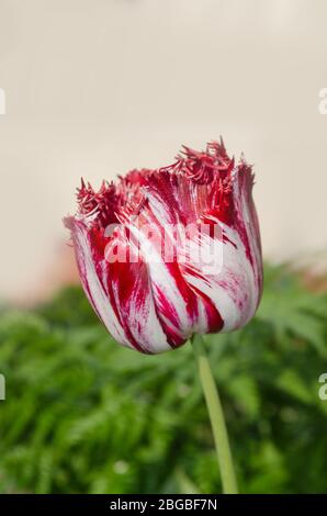 Tulipe à franges rouge et blanche. Tulipe rouge blanche Rembrandt. Tulipe rouge Rembrandt avec frange blanche dans le jardin Banque D'Images