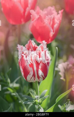 Tulipe rose et blanche Rembrandt avec pétales de terre. Tulipe à franges rouge et blanche. Tulipe rouge blanche Rembrandt. Banque D'Images