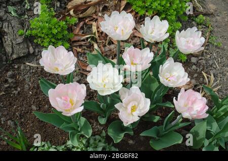 Double tulipe rose de pivoine dans le jardin. Mariage double tulipe à fleurs roses. Banque D'Images