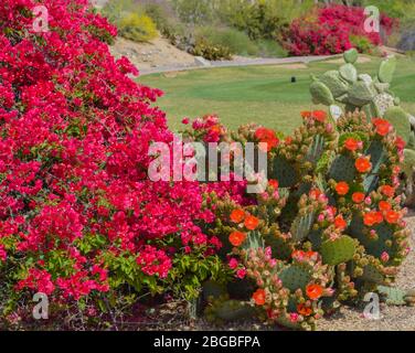 Bougainvillea a des vignes ornementales épineuses et le Pick Pear Cactus (Opuntia Cactaceae) qui fleurit à Glendale, dans le comté de Maricopa, Arizona, États-Unis Banque D'Images