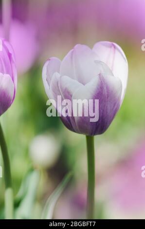 Purpe tulipe bordée de teintes de blanc crémeux. Variété tulipe Siesta Banque D'Images