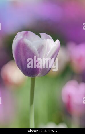 Purpe tulipe bordée de teintes de blanc crémeux. Variété tulipe Siesta Banque D'Images