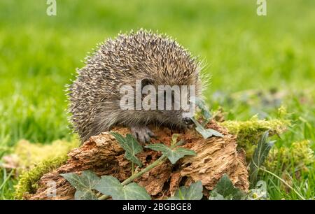 Hedgehog, (Nom scientifique: Erinaceus Europaeus). Gros plan sur un hérisson sauvage, indigène et européen à Springtime. Face à droite et de la recherche de vers Banque D'Images