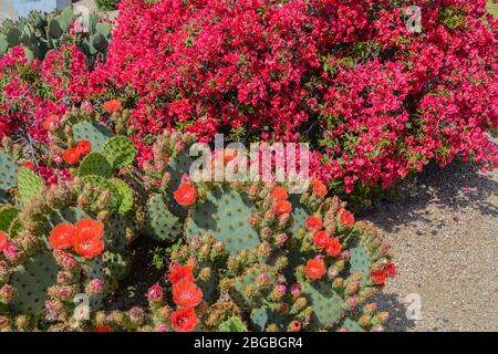 Bougainvillea a des vignes ornementales épineuses et le Pick Pear Cactus (Opuntia Cactaceae) qui fleurit à Glendale, dans le comté de Maricopa, Arizona, États-Unis Banque D'Images