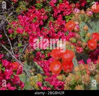 Bougainvillea a des vignes ornementales épineuses et le Pick Pear Cactus (Opuntia Cactaceae) qui fleurit à Glendale, dans le comté de Maricopa, Arizona, États-Unis Banque D'Images