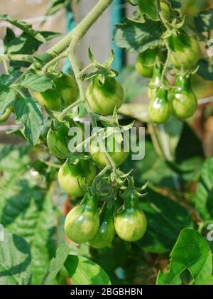 Tomates de poire jaune mûres, parfois appelées poire jaune de Beam, poussant sur une vigne à la fin de l'été Banque D'Images