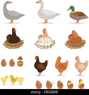 Poulet-poule, canards et autres oiseaux de ferme et ses œufs. Illustrations vectorielles définies dans un style de dessin animé Illustration de Vecteur