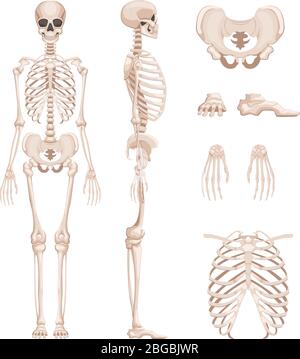 Illustration vectorielle du squelette humain de différentes côtés. Os des bras, des jambes. Crâne Illustration de Vecteur