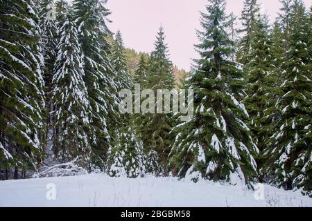 Forêt d'épinettes recouverte de neige en hiver sous le pic de Salatín, Slovaquie Banque D'Images