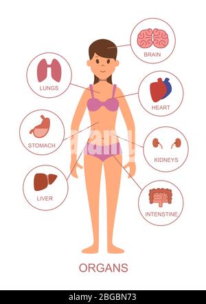 Organes internes du corps humain. Anatomie du corps féminin Illustration de Vecteur