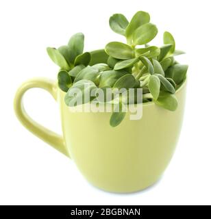 Jeunes pousses de tournesol vertes isolées en tasse sur blanc Banque D'Images