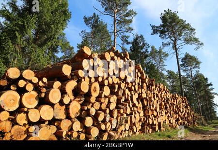 grande pile de bois dans la forêt de conifères Banque D'Images