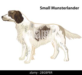 Portrait décoratif coloré de la position dans le profil petit chien Munsterlander, illustration vectorielle isolée sur fond blanc. Illustration du stock Illustration de Vecteur