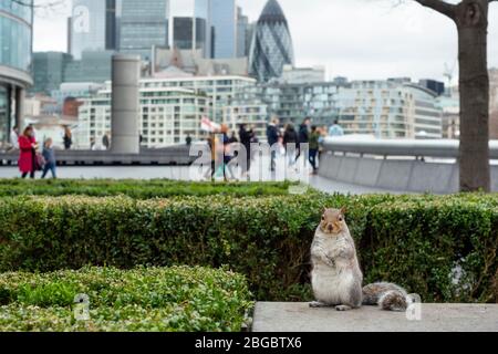 Animaux sauvages à Londres vue de l'écureuil gris de l'est ou Sciurus carolinensis en milieu urbain par l'hôtel de ville à Londres, Royaume-Uni Banque D'Images