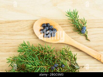 Vue plate sur la couperde Juniper latin Juniperus communis baies sur cuillère en bois, branche de genévrier avec cônes de conteur et baies éparpillées autour. Banque D'Images