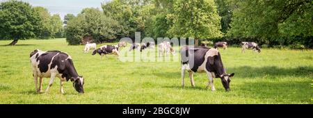 Panorama des vaches noires et blanches paissant sur le champ vert herbacé en Normandie, France. Campagne d'été paysage et pâturage pour les vaches Banque D'Images