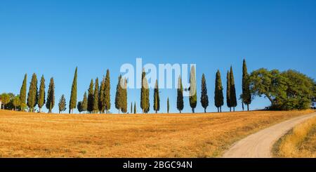 Beau panorama typique avec allée cyprès arbres en Toscane, Italie Banque D'Images