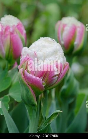 Tulipe inhabituelle de crème glacée rose et blanche Banque D'Images