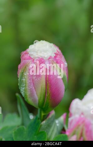 Tulipe inhabituelle de crème glacée rose et blanche. Belle fleur de printemps. Belle fleur en pleine croissance Banque D'Images