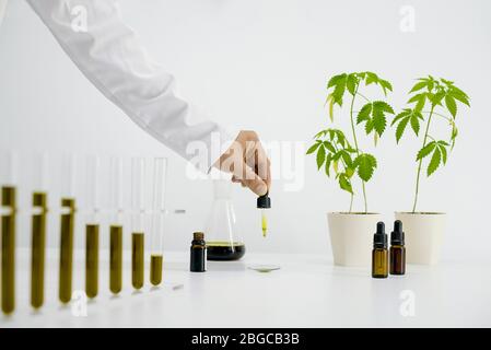 Table blanche avec usine de marijuana en poterie. Tube en verre et flacon de laboratoire avec huile. Faire tomber l'huile CBD de la pipette sur la montre Banque D'Images