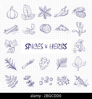 Épices et herbes dessinées à la main grand ensemble sur la page de bloc-notes. Herbes et épices naturelles, persil, romarin et gingembre. Illustration vectorielle Illustration de Vecteur