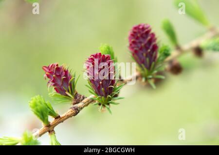 Les fleurs féminines du Larch Tree Larix decidua, Royaume-Uni. Les fleurs violettes se développent dans les cônes à mesure qu'elles mûrent. Banque D'Images