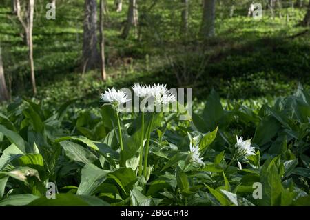 Ramsons (Allium ursinum) fleurs dans un environnement de forêt Royaume-Uni. Ces plantes comestibles sont également connues sous des noms communs tels que l'ail sauvage, l'ail en bois et Banque D'Images