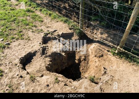 Active Badger Sett à la périphérie d'un champ avec sentier menant sous une Fence, comté de Durham, Royaume-Uni Banque D'Images