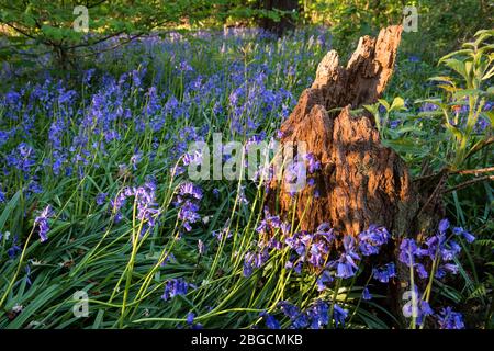 Bluebells éclairé par la lumière du soleil tôt le matin à côté d'une bosse d'arbres pourris à long Wood, Ealing, une réserve naturelle locale à côté du M4 à Londres. Banque D'Images