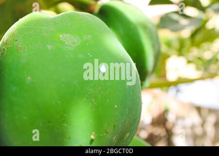Papayas frais sur une papaye. Sain et savoureux avec de la texture agréable Banque D'Images
