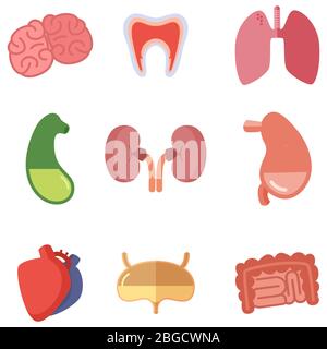 Organes internes humains sur fond blanc. Icônes vectorielles définies dans le style de dessin animé Illustration de Vecteur