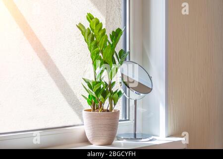Plante verte Zamioculcas sur le seuil de fenêtre d'une salle éclairée au soleil illuminée par le soleil Banque D'Images