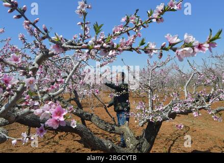 Qinhuangdao, province chinoise de Hebei. 21 avril 2020. Un agriculteur thine des fleurs de poire dans un verger du district de Beidaihe de Qinhuangdao, province du Hebei en Chine du nord, 21 avril 2020. Crédit: Yang Shiyao/Xinhua/Alay Live News Banque D'Images