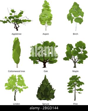 Ensemble vectoriel d'arbres de jardin verts. Les illustrations de la nature s'isolent sur le blanc Illustration de Vecteur