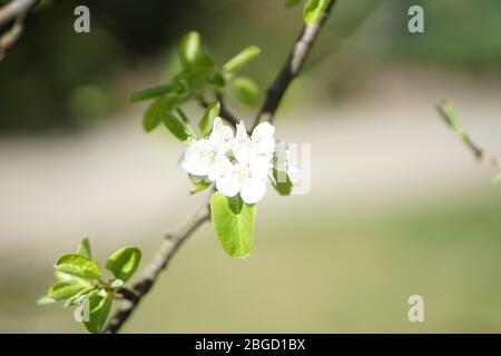 Gros plan sur la fleur de pommier sauvage blanche Banque D'Images