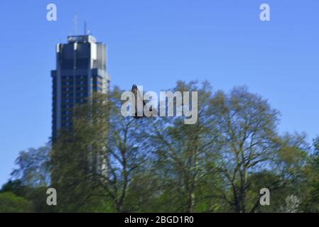 Les gens à l'extérieur et dans le Hyde Park de Londres. Londres, Royaume-Uni, 19/04/2020. Crédit : Alamy News Banque D'Images